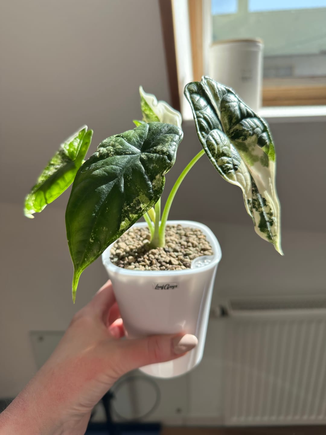 Customer photo review of ALOCASIA DRAGON SCALE VARIEGATA