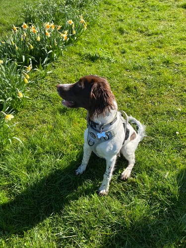 Customer photo review of Tough Trails™ Harness - Country Thyme