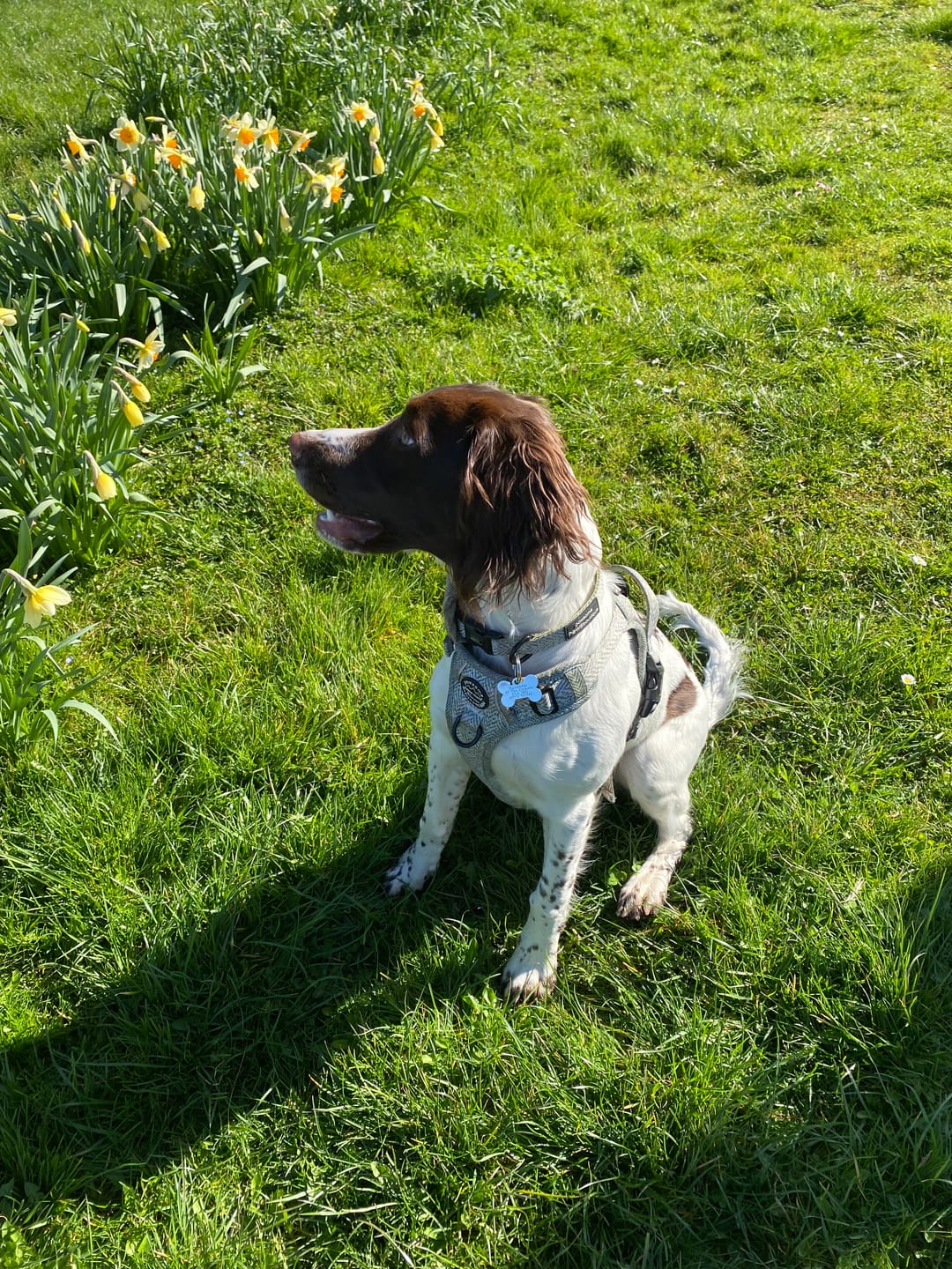 Customer photo review of Tough Trails™ Harness - Country Thyme