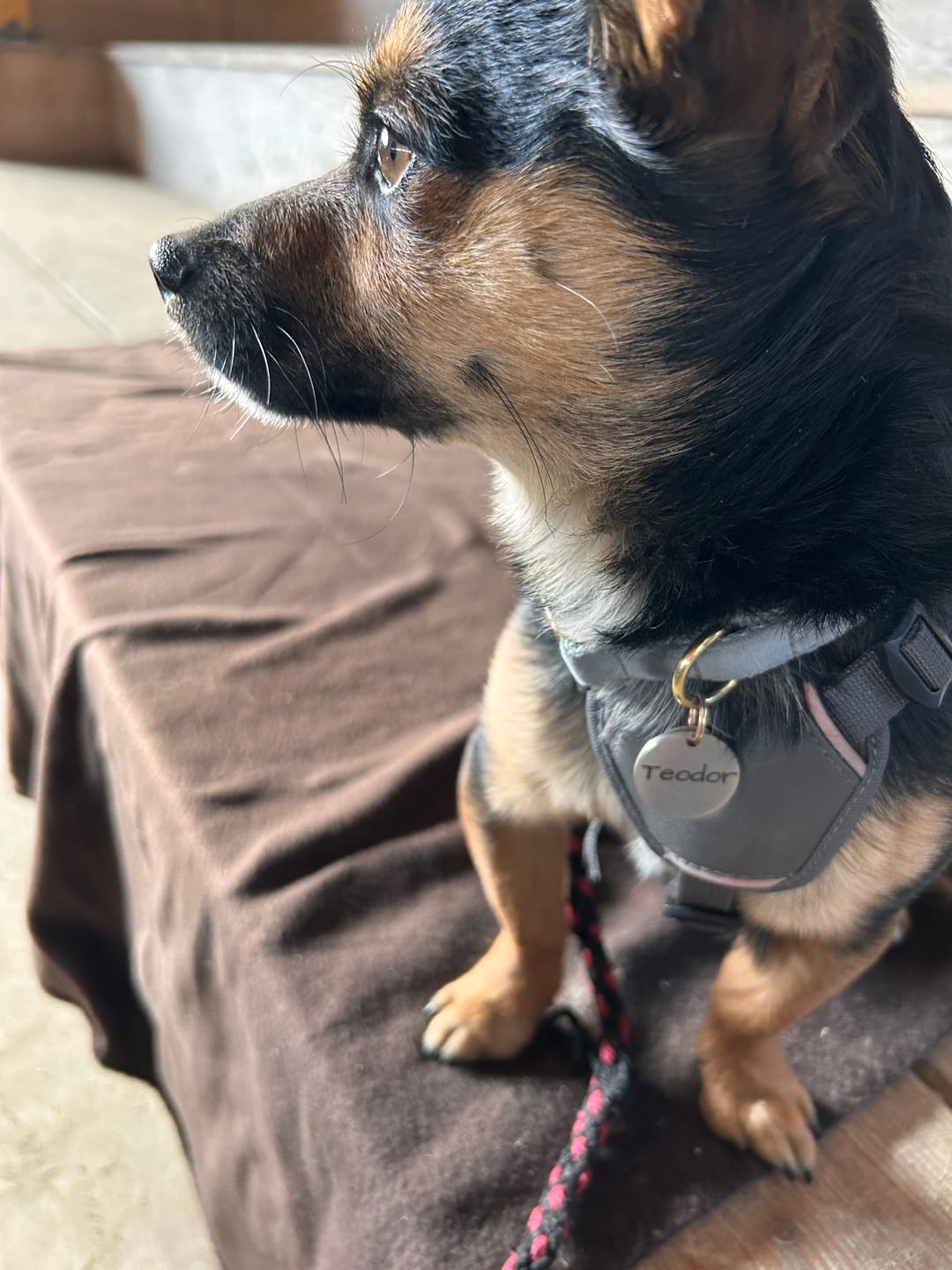 Customer photo review of Runde Hundemarke mit Gravur, Name und Telefon personalisiert