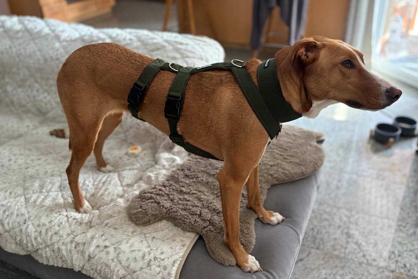 Customer photo review of Sicherheitsgeschirr FUN "Mountain Green"