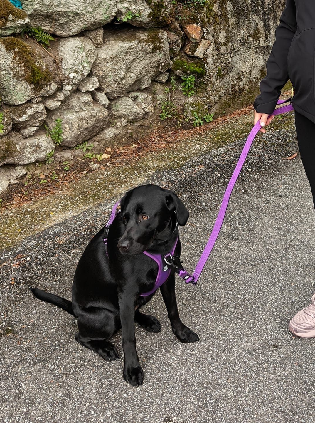 Customer photo review of 1.4m Swivel Combat Lead | Anti-Tangle & Secure Clip - Purple