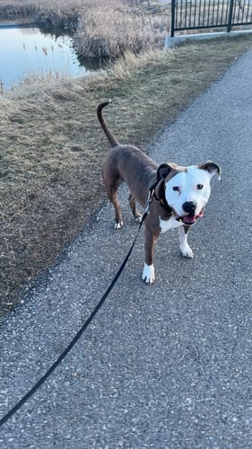 Customer photo review of 2" Luxe Martingale Dog Collar - Gold Noir