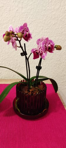 Customer photo review of Table Dance Diamond Girl mit pink getupften Blüten und 2 Rispen