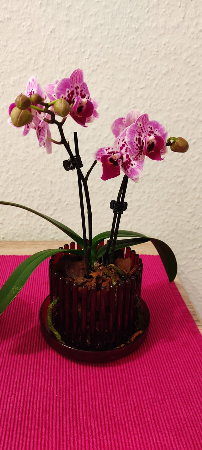 Customer photo review of Table Dance Diamond Girl mit pink getupften Blüten und 2 Rispen
