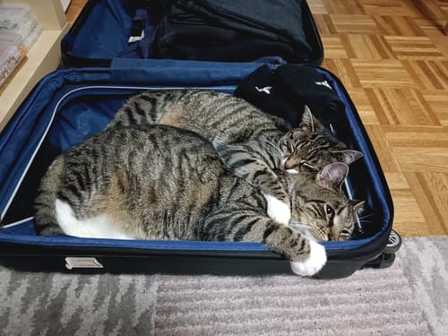 Customer photo review of Naturreines Katzenstreu