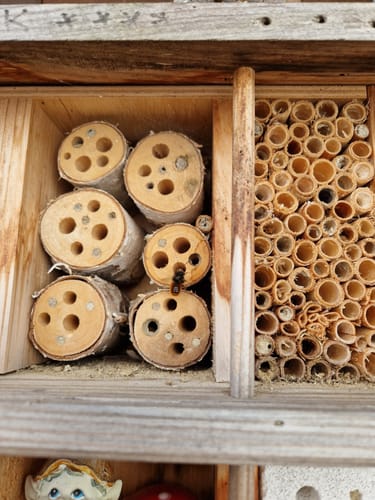 Customer photo review of Mauerbienenkokons - Gehörnte Mauerbiene
