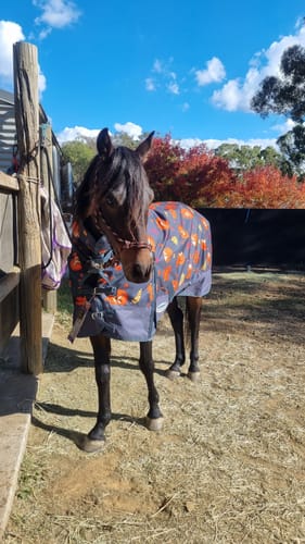 Customer photo review of Weatherbeeta ComFiTec Essential Combo Neck Lite Plus - Squirrel Print