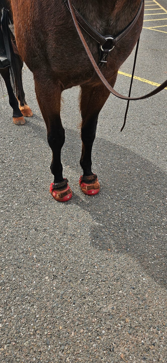 Customer photo review of Renegade® Classic Hoof Boots - Dragon Fire Red