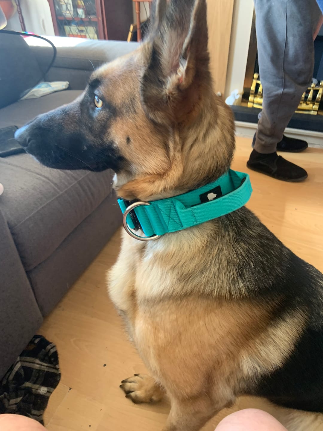 Customer photo review of Performance collar with handle 5CM - Turqouise
