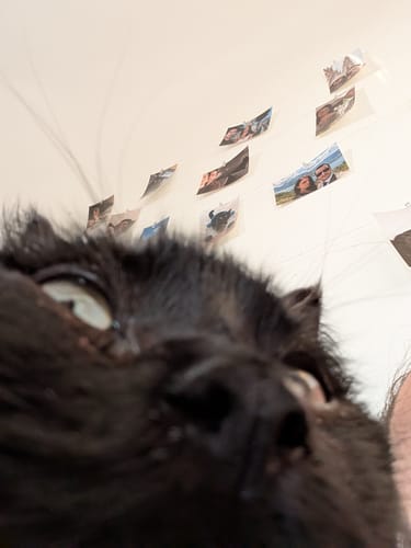 Avis photo d'un client sur Croquettes Chat Stérilisé Sans Céréales - Poulet