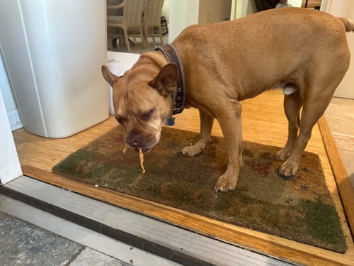 Customer photo review of USA Turkey Tendons