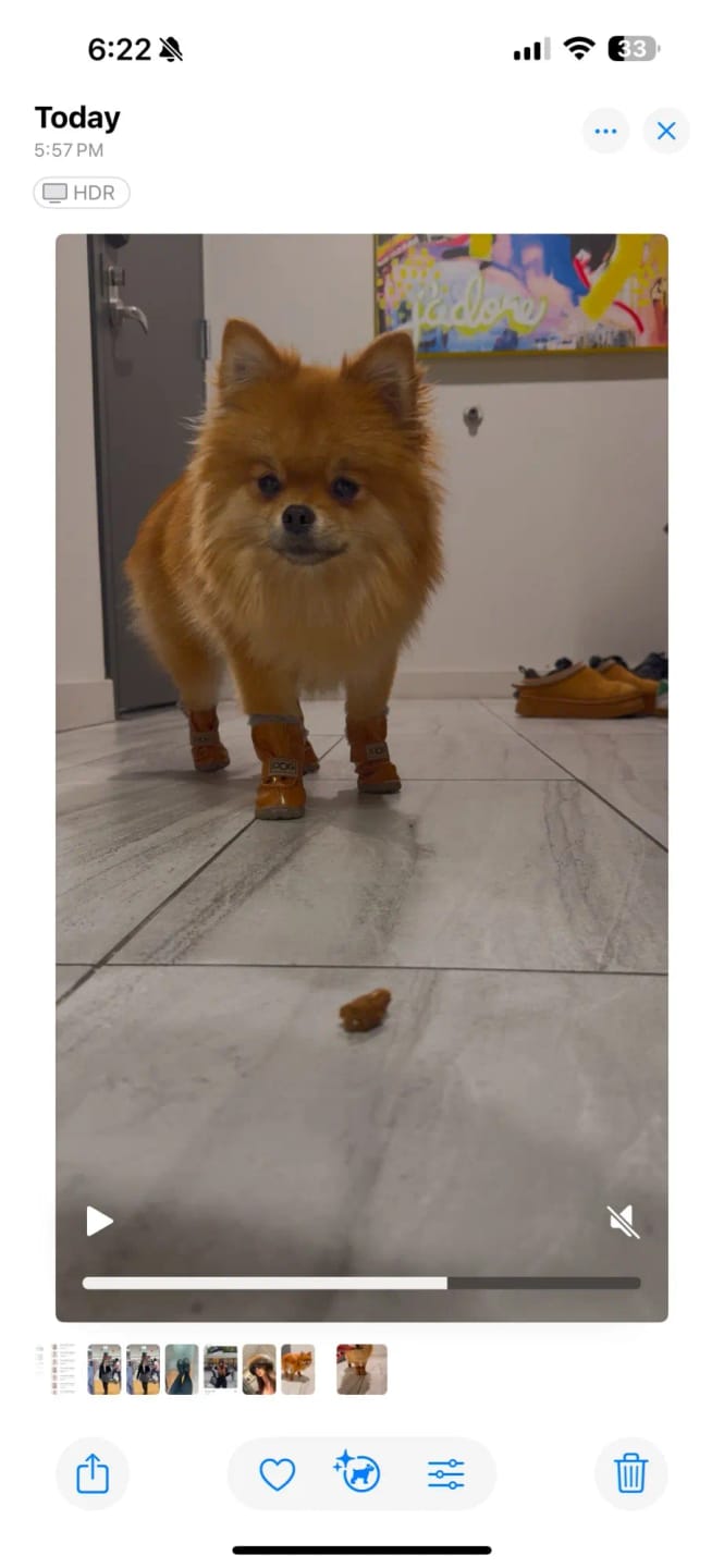 Customer photo review of PETASIA Pet Dog Boots