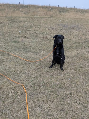 Customer photo review of Biothane Long Line with Detachable Handle