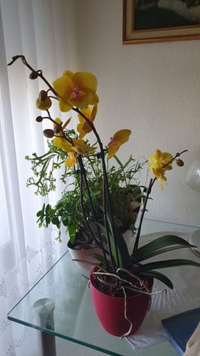 Customer photo review of Große Two of Us Manta Palau mit gelben Blüten und 3 Rispen