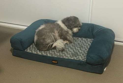 Customer photo review of PaWz Premium Pet Sofa Bed
