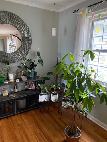 Customer photo review of Houseplant Pest Spray