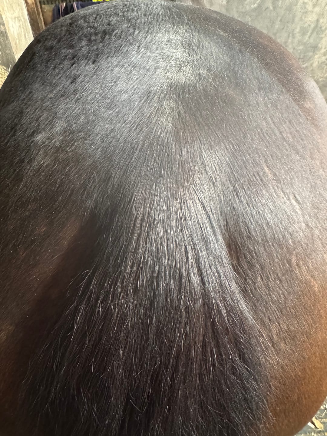Customer photo review of Horse Spray