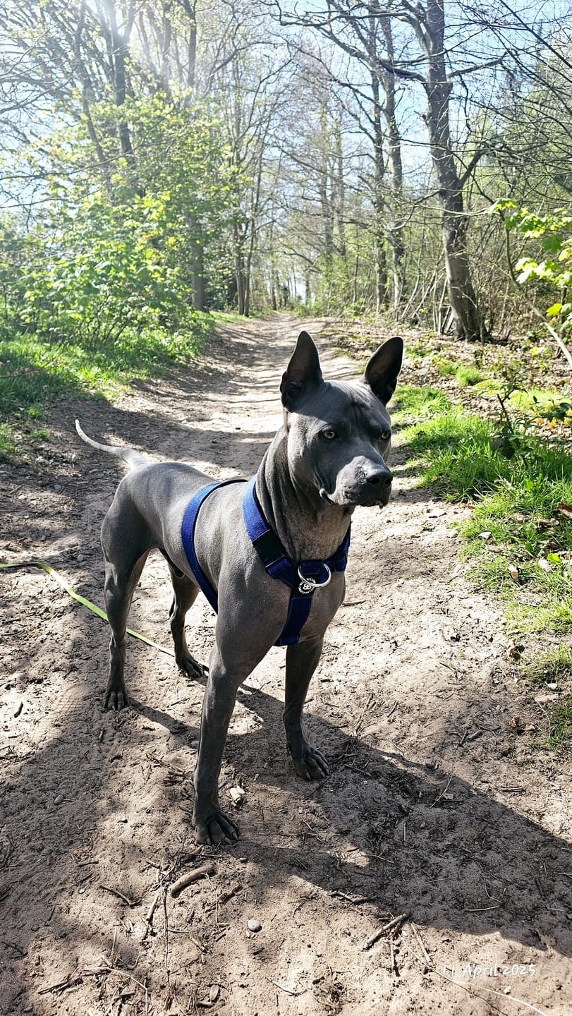 Customer photo review of Training Anti Pull TRI-Harness® | M-XL Breeds - Blue