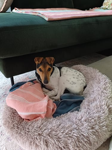 Customer photo review of Puppery Hundebett Wolke 7 - Das Original