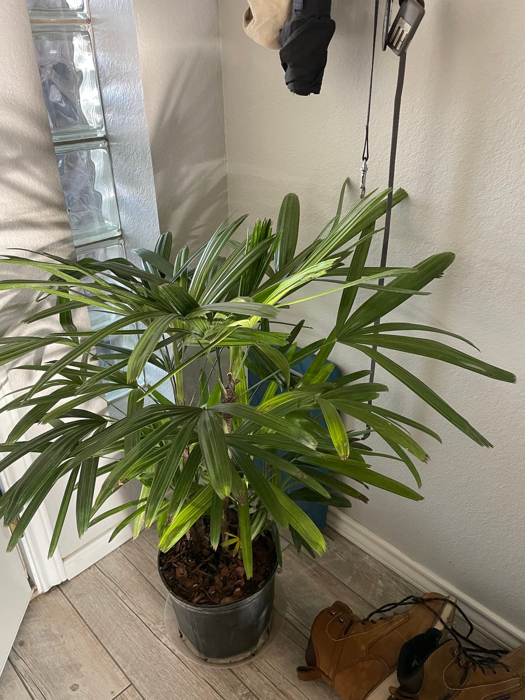 Customer photo review of Lady Palm, Rhapis Excelsa, Indoor Queen Palm