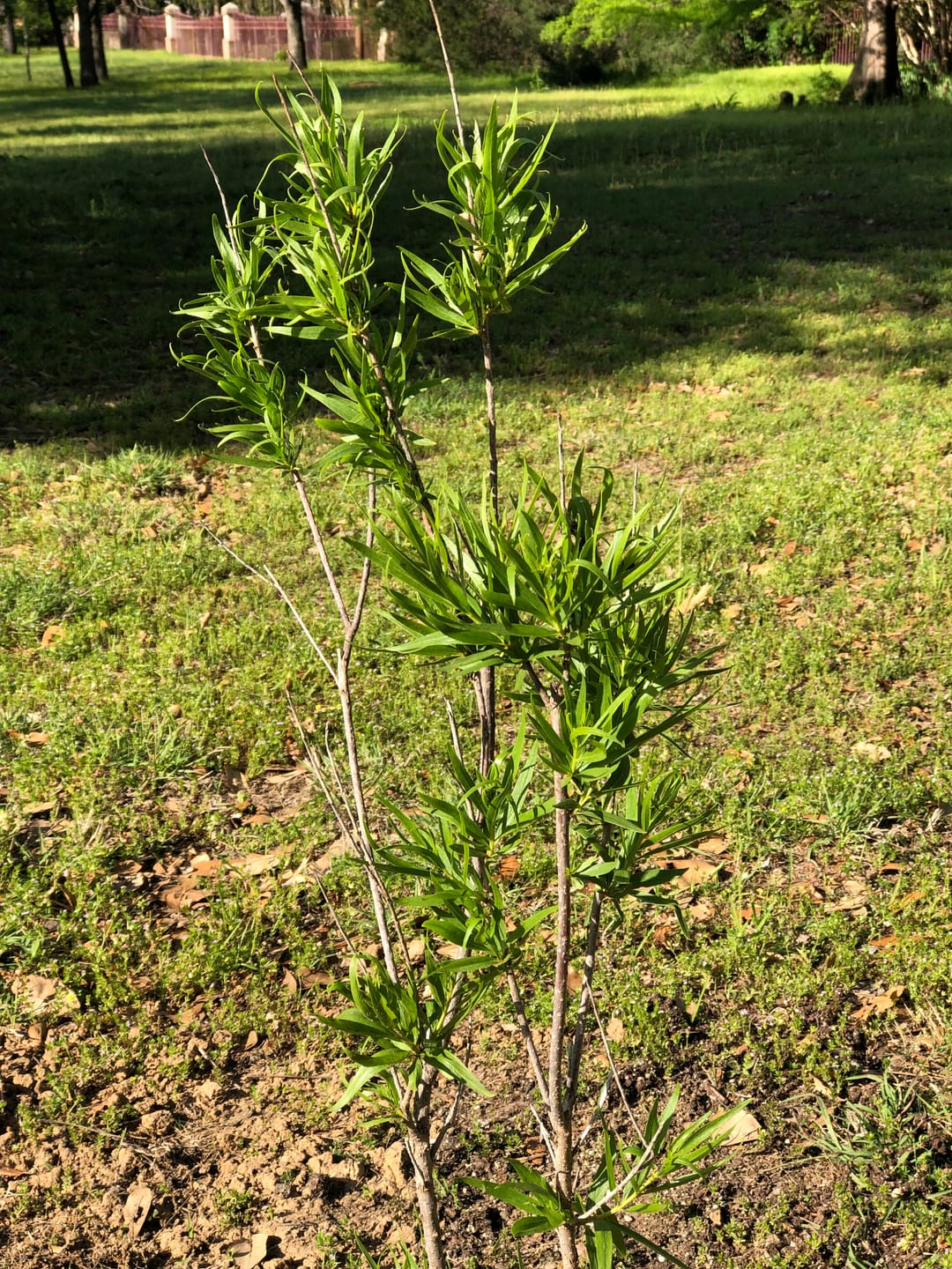 Customer photo review of Bubba Desert Willow 'Pink'