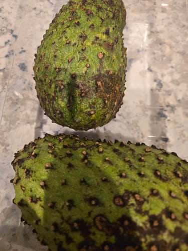 Customer photo review of Soursop ***PRE ORDER**