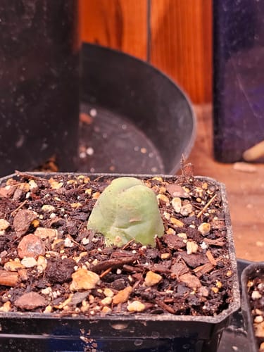 Customer photo review of Trichocereus Bridgesii Monstrose | Short Form | Type B | Penis Cactus