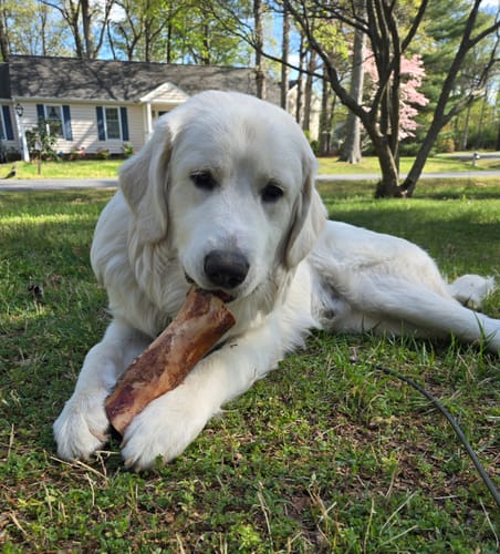 Customer photo review of Smoked Beef Marrow Bone
