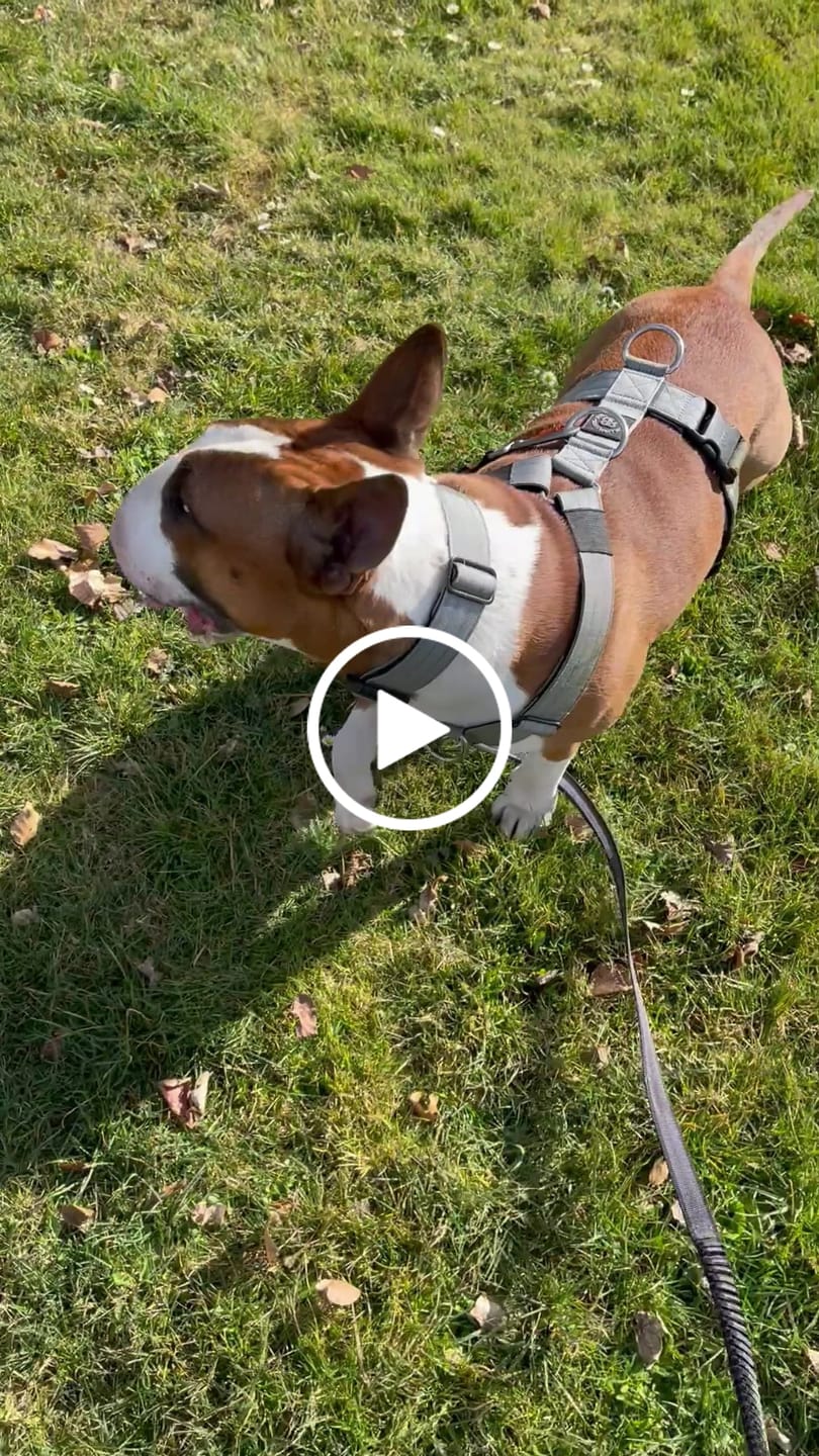 Customer video review of 1.4m Swivel Combat Lead | Neoprene Lined, Secure Rated Clip with Soft Handle - Black