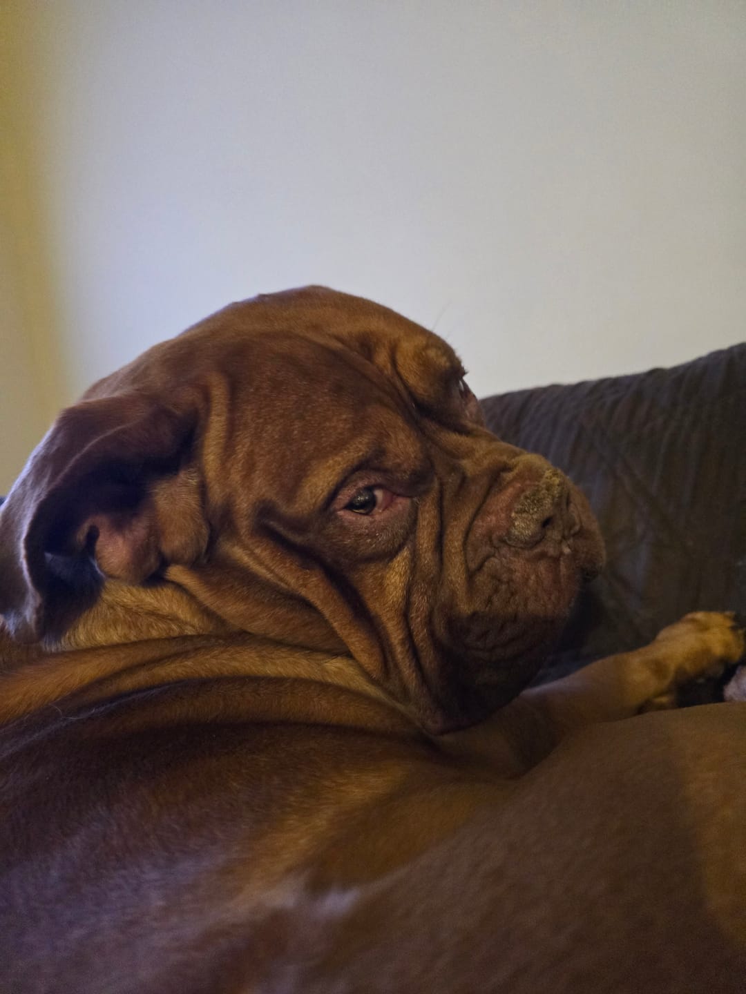 Customer photo review of 12 Inch Jumbo Braided Bully Stick