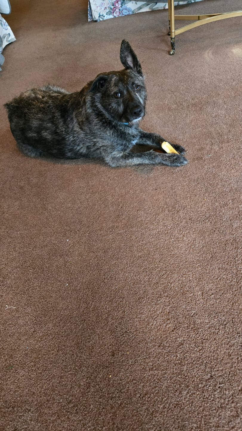 Customer photo review of Himalayan Yak Chew (SMALL)