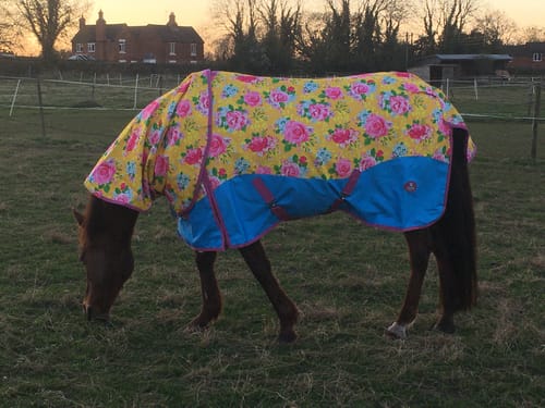 Customer photo review of Pretty Polly Fly Rug