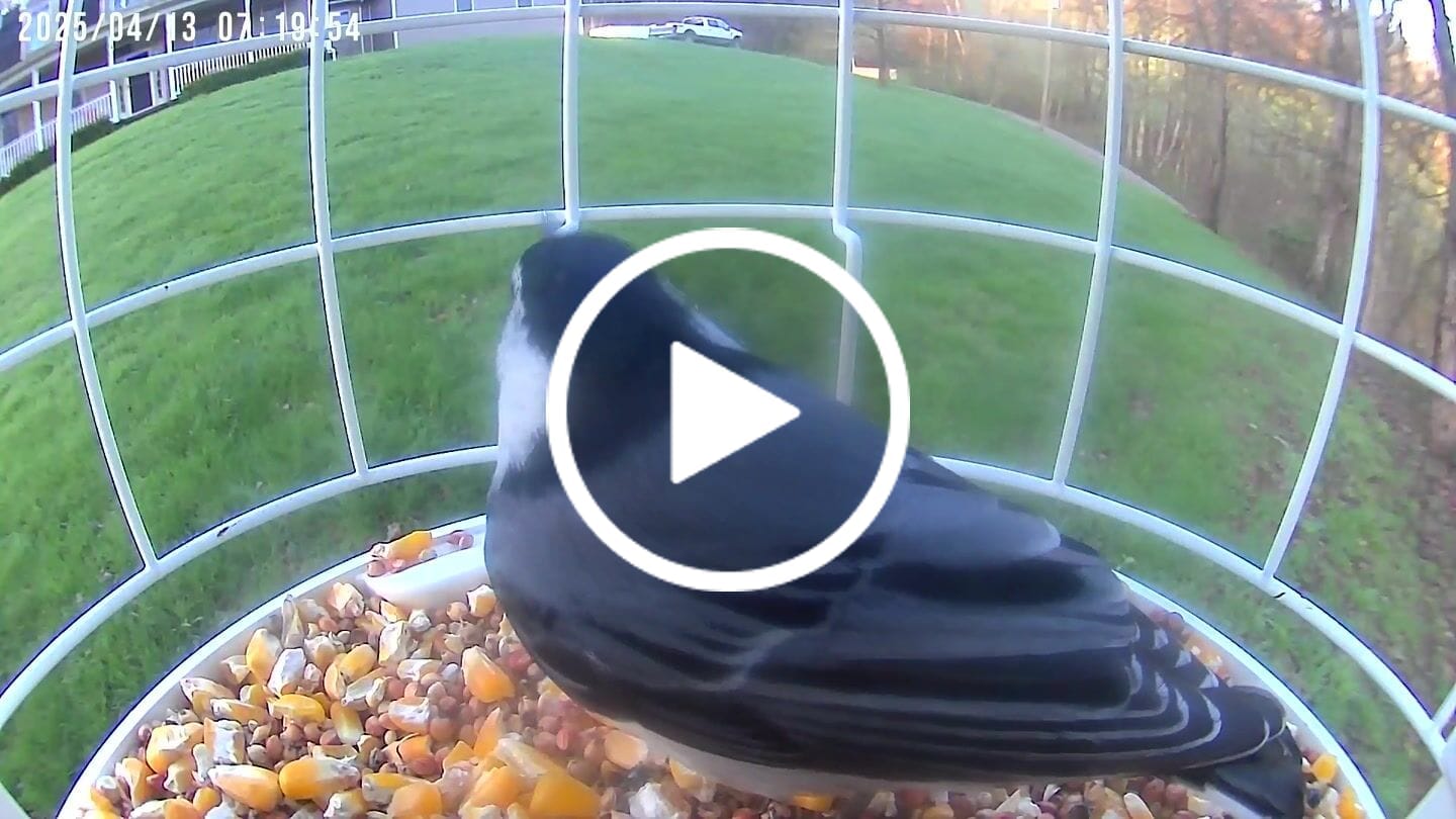 Customer video review of Birdfy Shield - Bird Feeder Shield