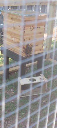 Customer photo review of BeeCastle Hives 10 Frame Wax Coat Complete Beehive Kit:2 Designed Deep Bee Boxes and 1 Super Medium Box,Includes Premium Wooden Frames and Beeswax-Plastic Foundation