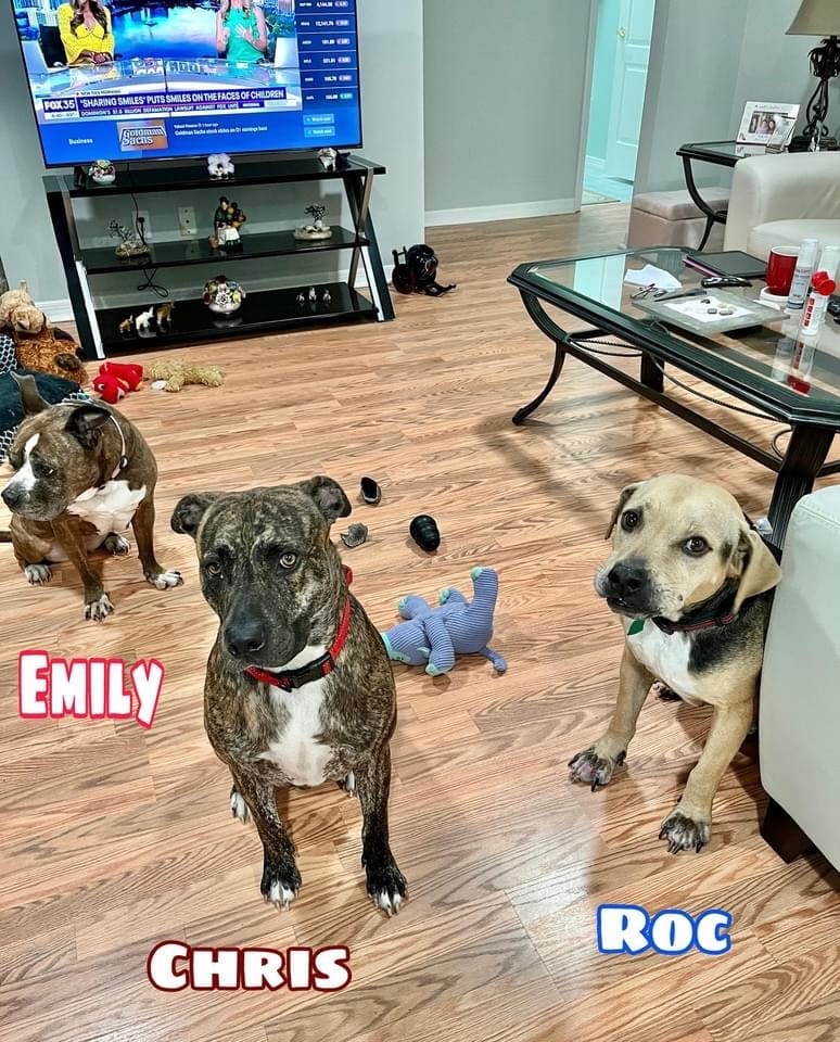 Customer photo review of furMe™️ Original Pet Grooming Vacuum Kit