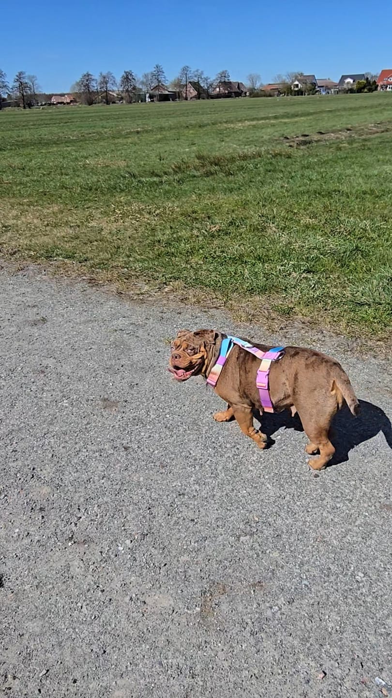 Customer photo review of Leash and Poop Bag Holder Set - Pastel Icing