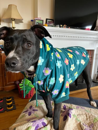 Customer photo review of Daisy Dog Hoodie - Green