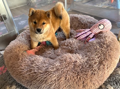 Customer photo review of Puppery Hundebett Wolke 7 - Das Original