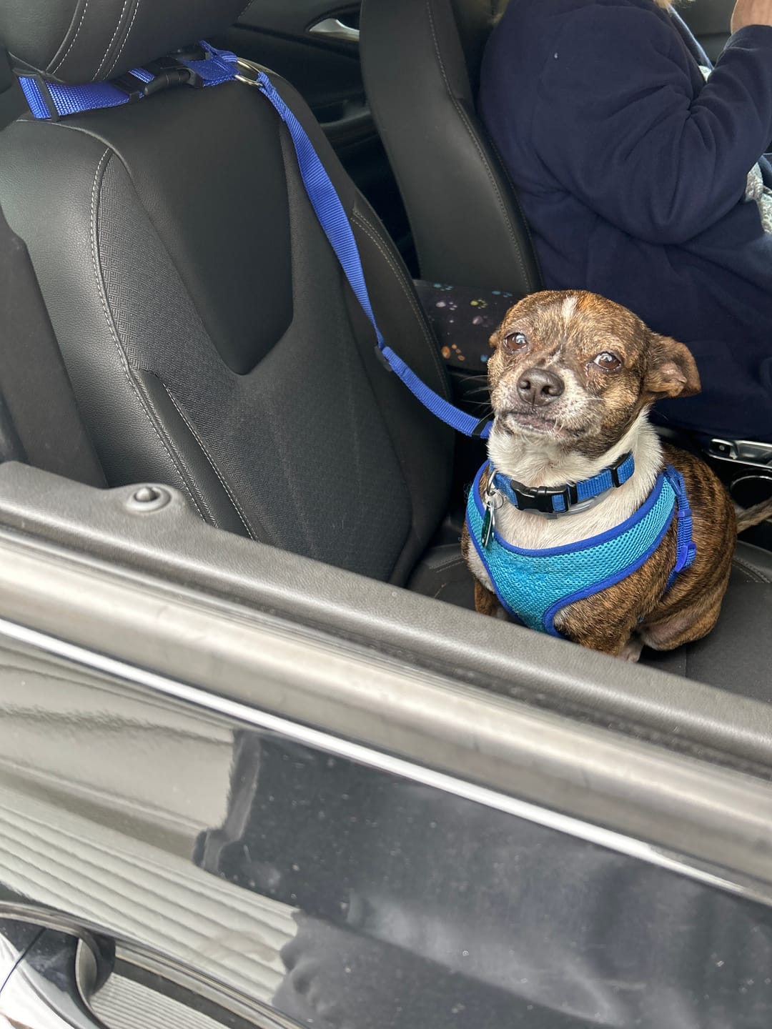 Customer photo review of 2 Pack Headrest Car Dog Safety Seatbelt