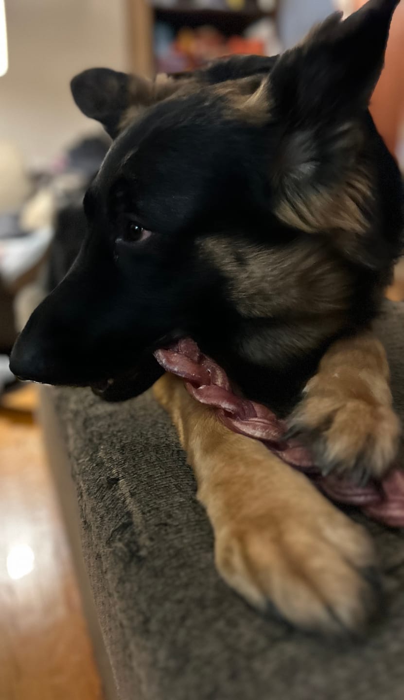 Customer photo review of 12 Inch Standard Braided Bully Stick