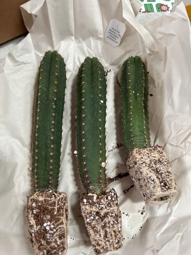 Customer photo review of San Pedro Cactus | Trichocereus (Echinopsis) Pachanoi