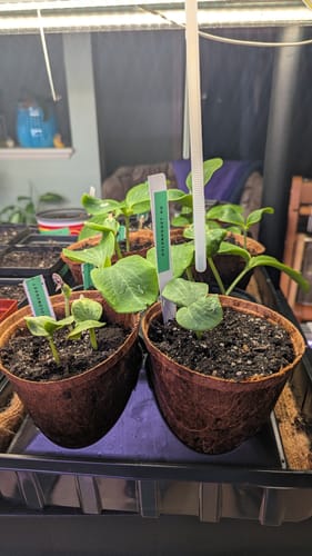 Customer photo review of WORM CASTINGS SEEDLING MIX