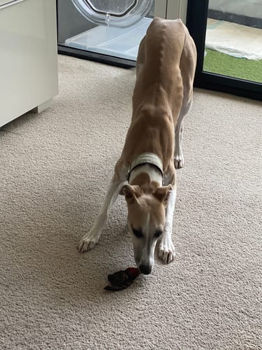 Customer photo review of Kangaroo Knee Cartilage