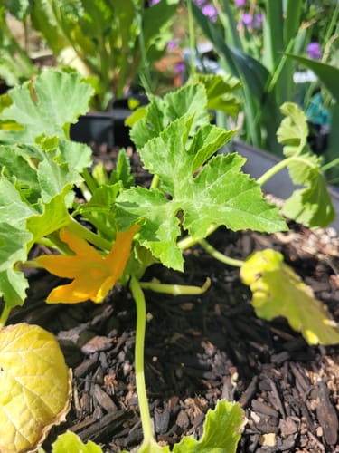 Customer photo review of Epic Grow Bags - Lined