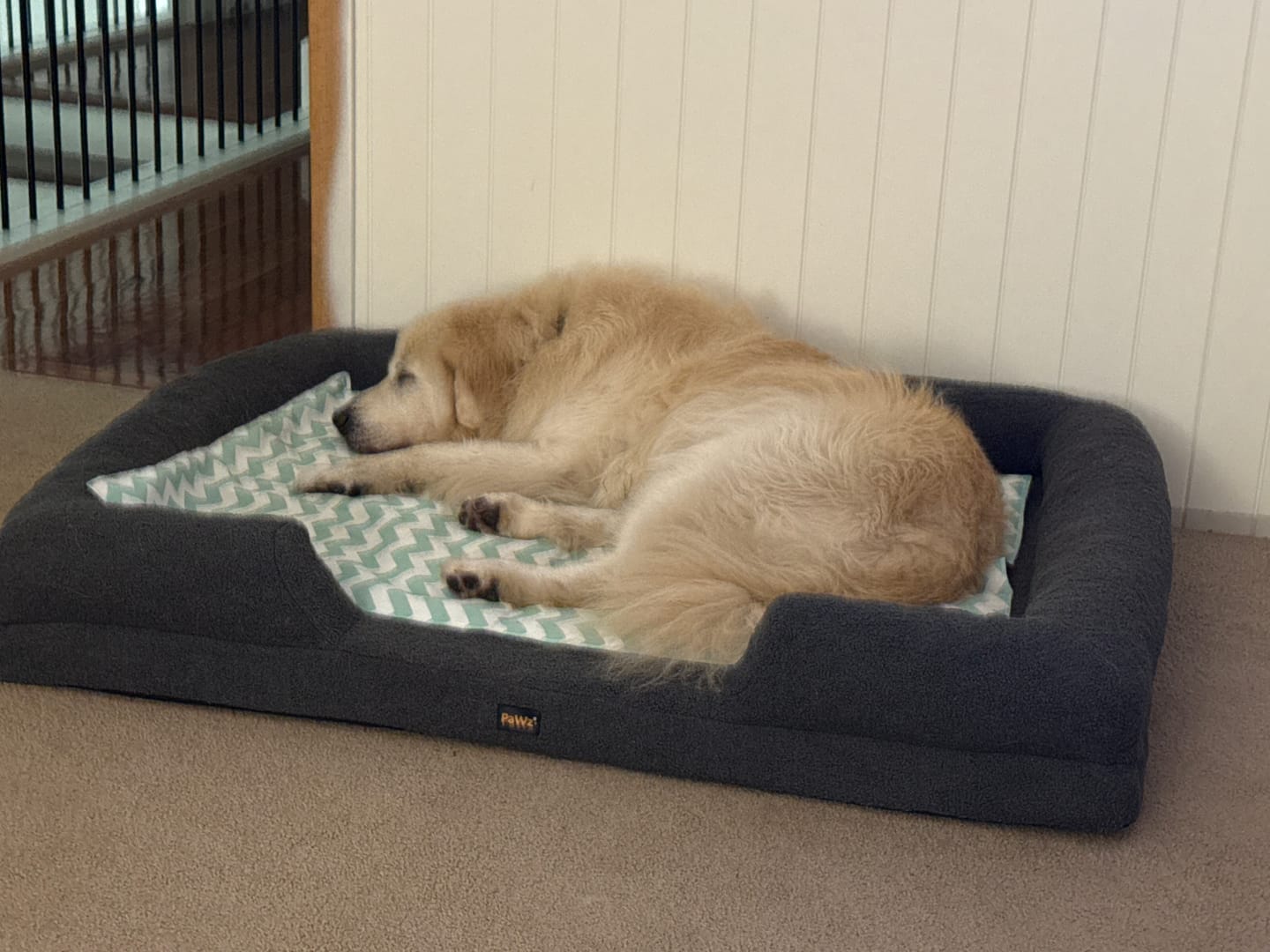 Customer photo review of PaWz Pet Boucle Bed for Dog & Cat