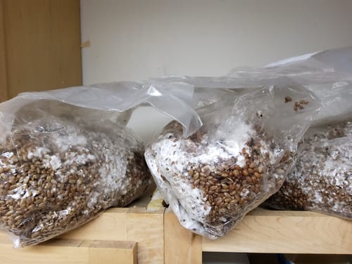 Customer photo review of FGI Ace of Spades Premium Myco Grow Bags. Self Healing Port.