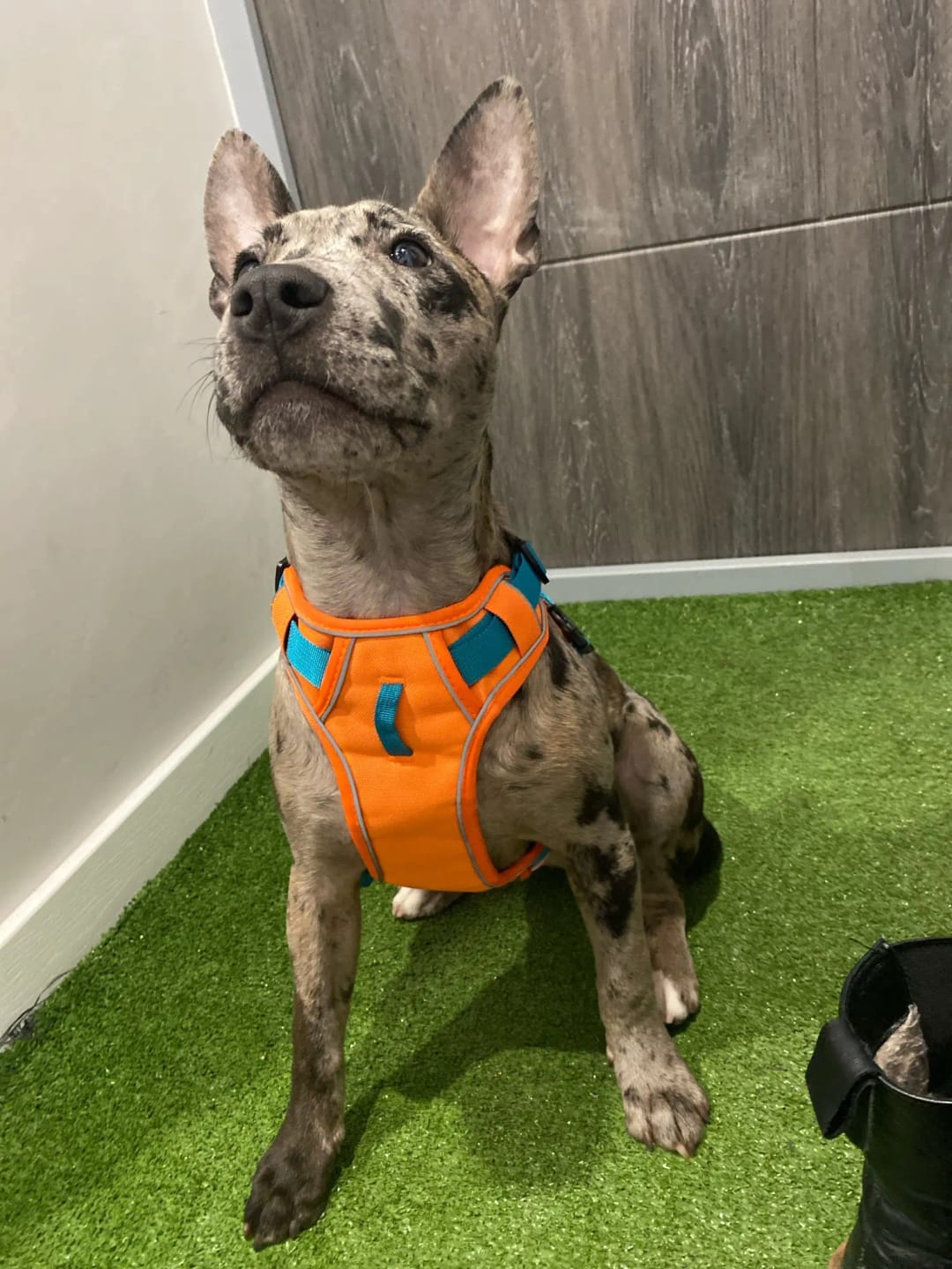 Customer photo review of Reflective Mesh Dog Harness – Breathable No-Pull Pet Vest, Adjustable & Durable for Small, Medium & Large Dogs – Comfy Nylon Training Harness with Safety Straps