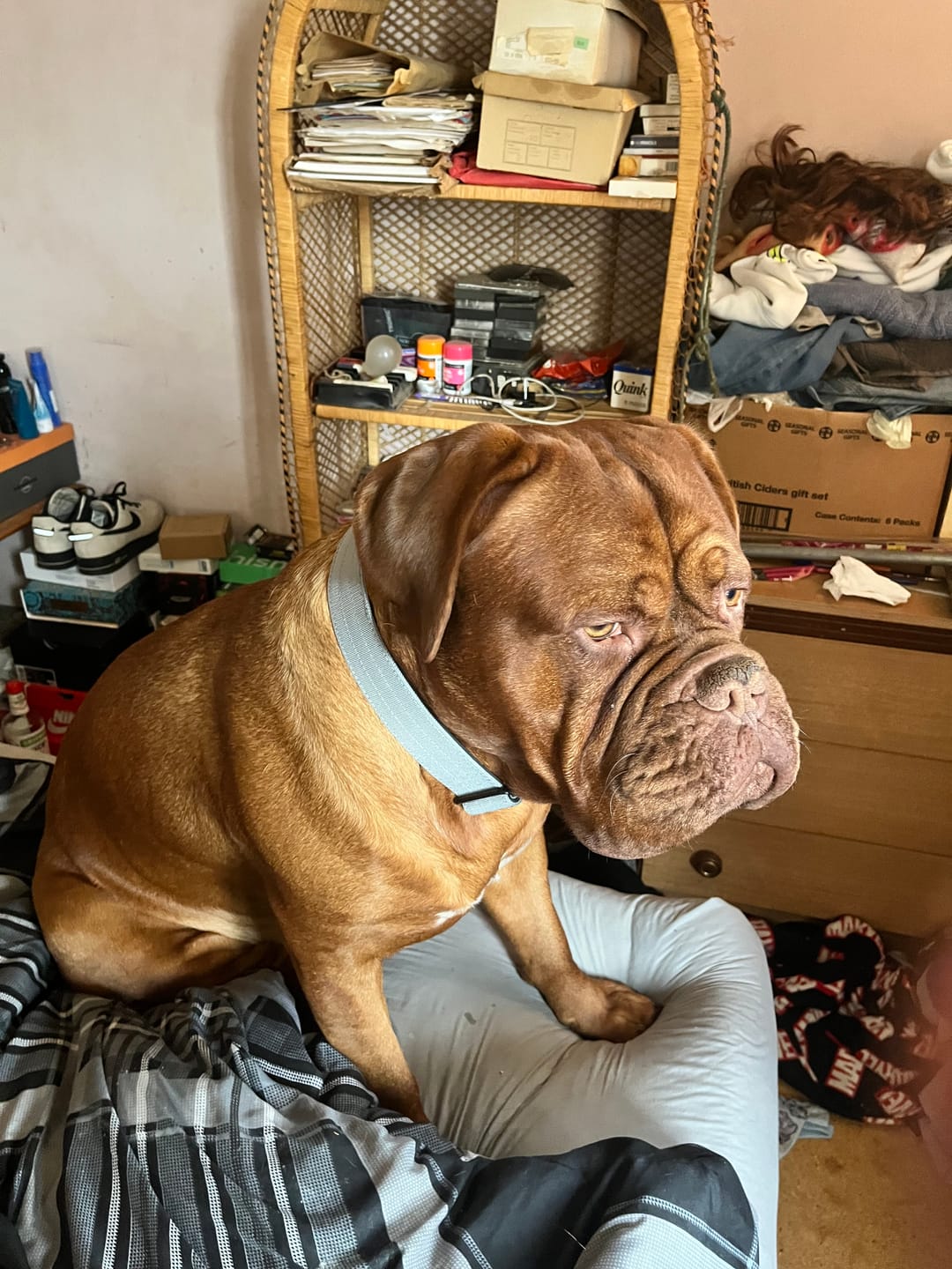 Customer photo review of 5cm Combat® Collar | With Handle & Secure Clip - Metal Grey