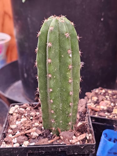 Customer photo review of San Pedro Cactus | Trichocereus (Echinopsis) Pachanoi